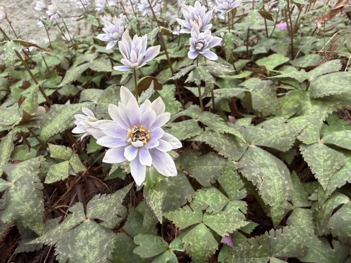 こんぺい tweet media