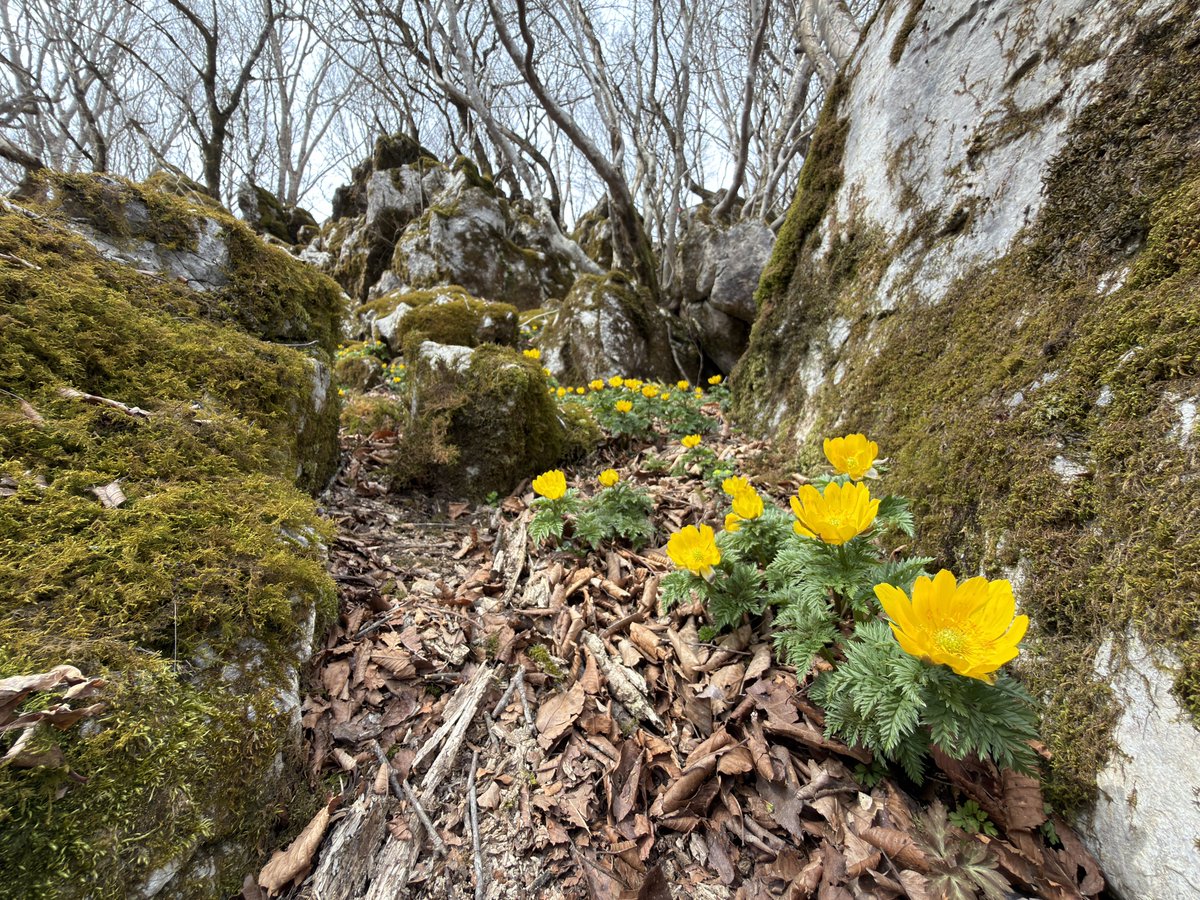 こんぺい tweet media