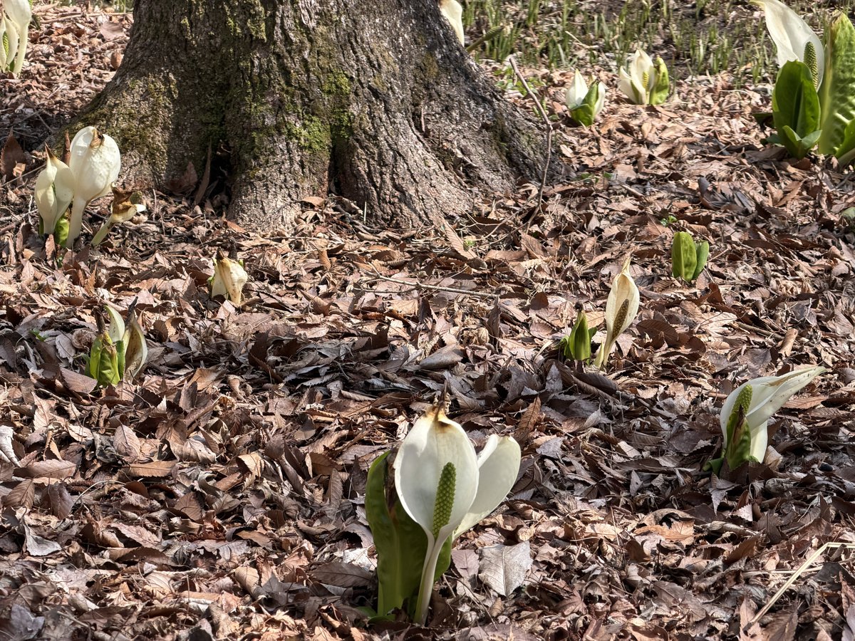 こんぺい tweet media