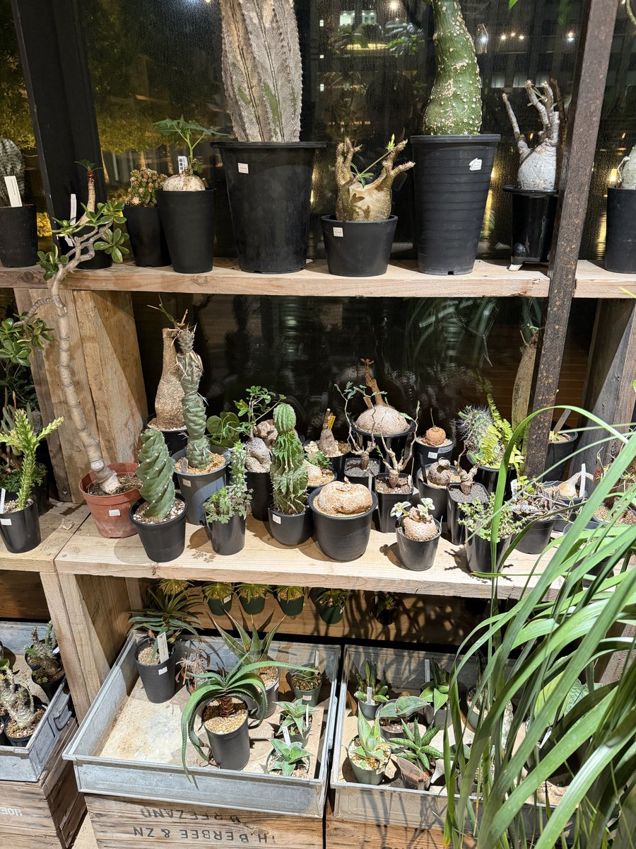 こんぺい tweet media