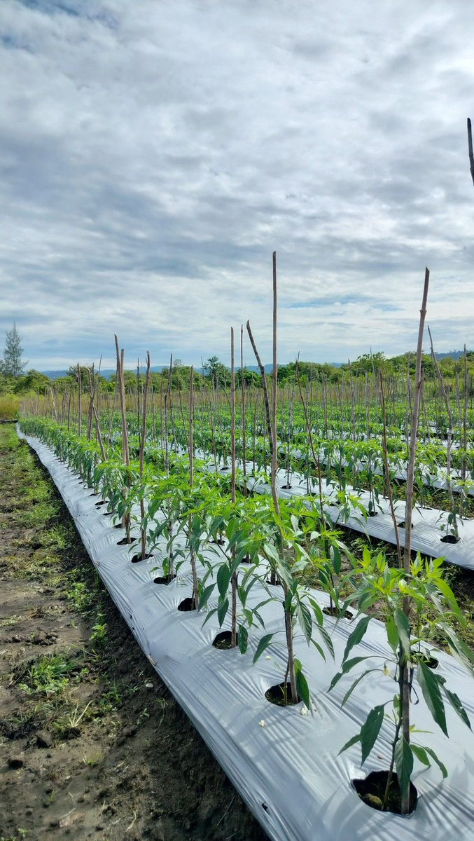 NutaniMan tweet media