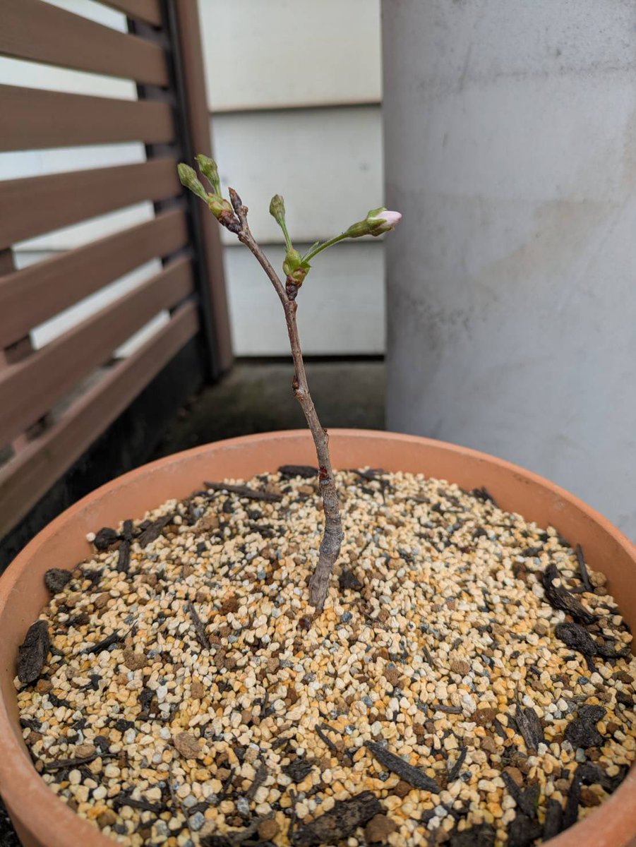 駅長たま tweet media