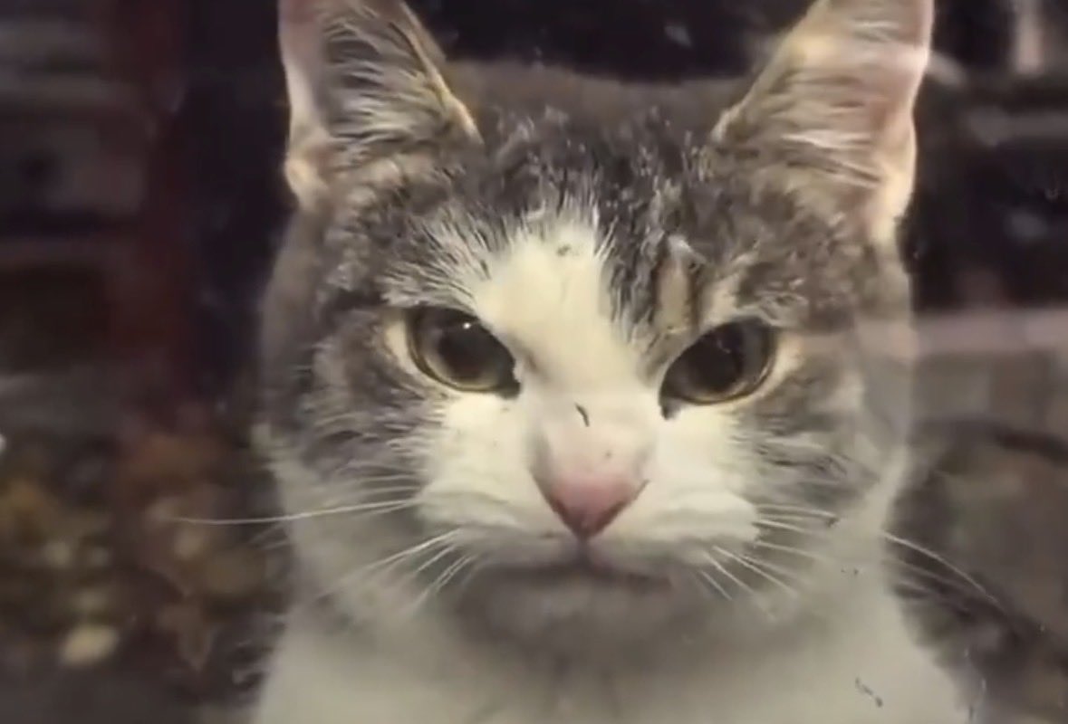 GaGa Haber tweet media