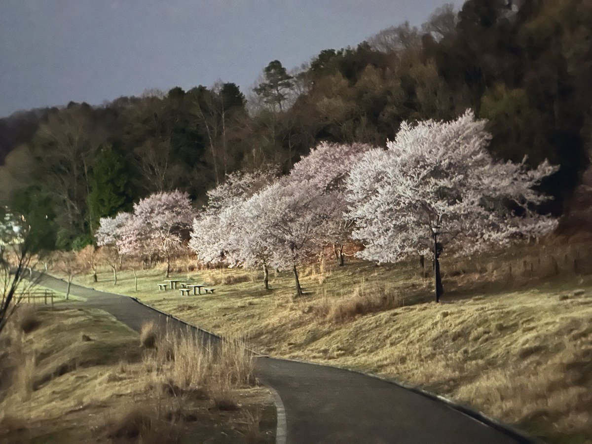 浅草不知秋～姚远 tweet media