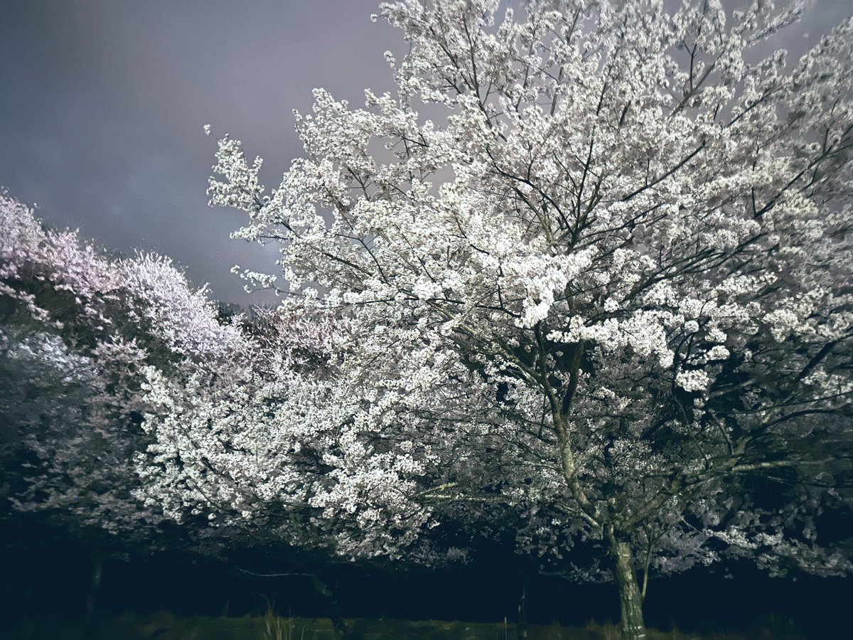 浅草不知秋～姚远 tweet media