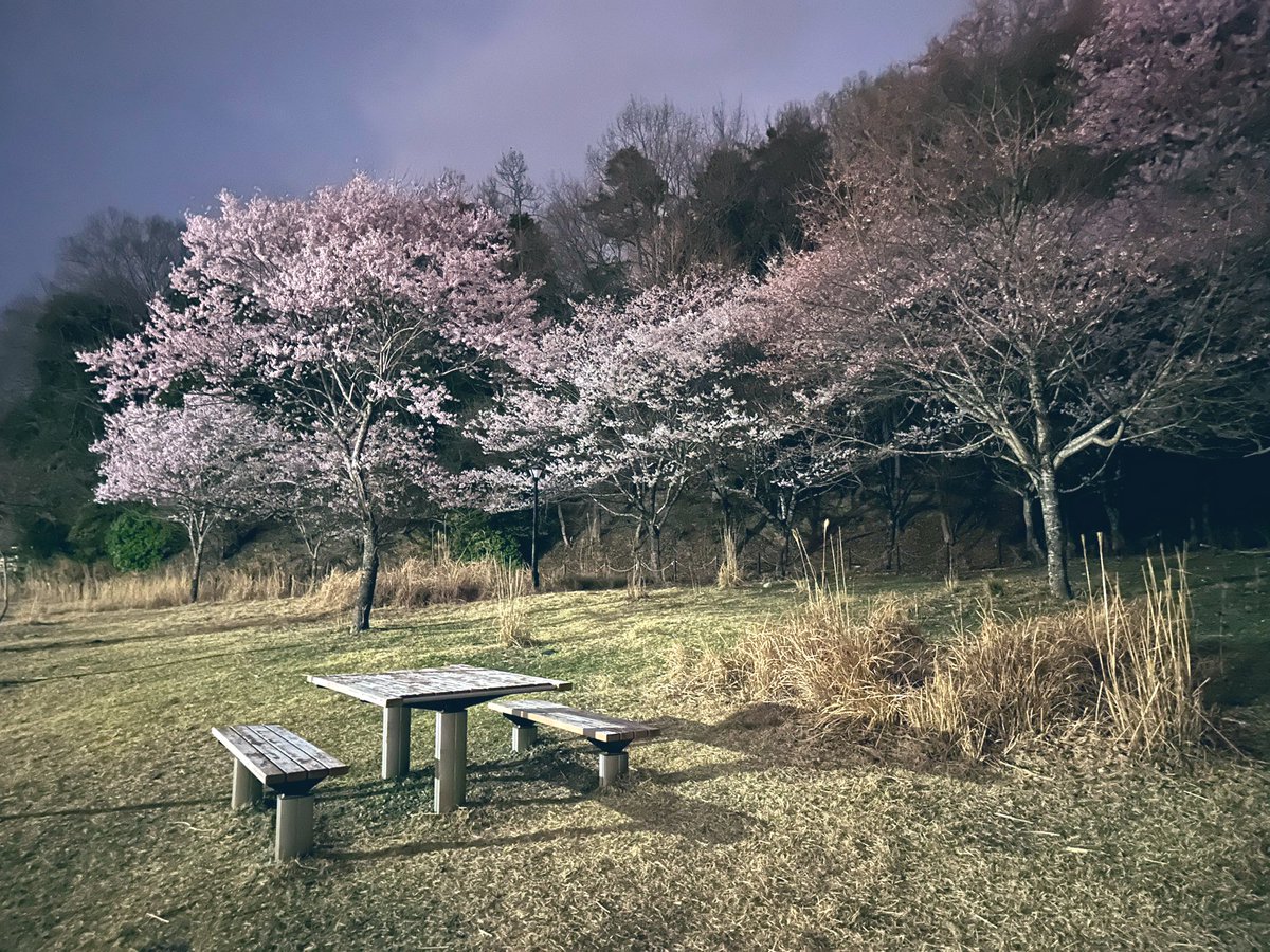 浅草不知秋～姚远 tweet media