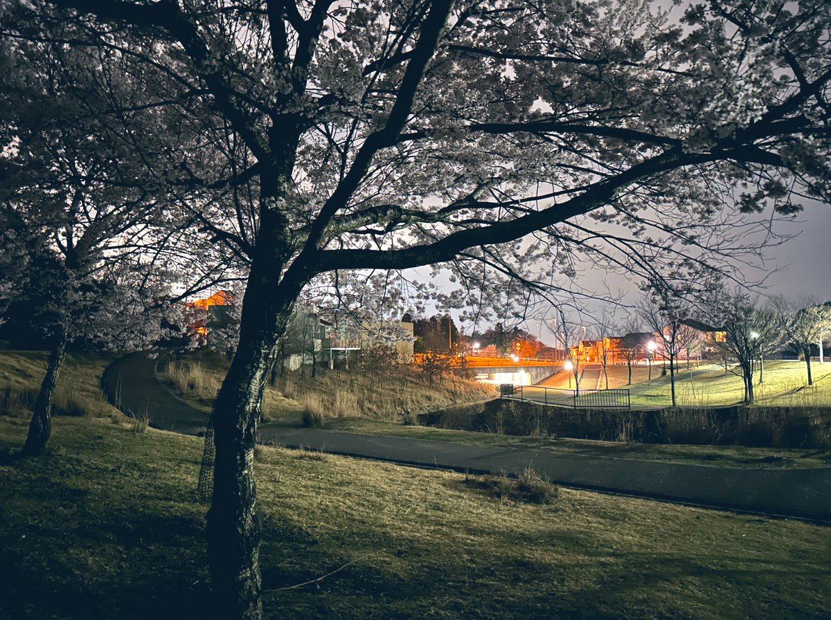 浅草不知秋～姚远 tweet media