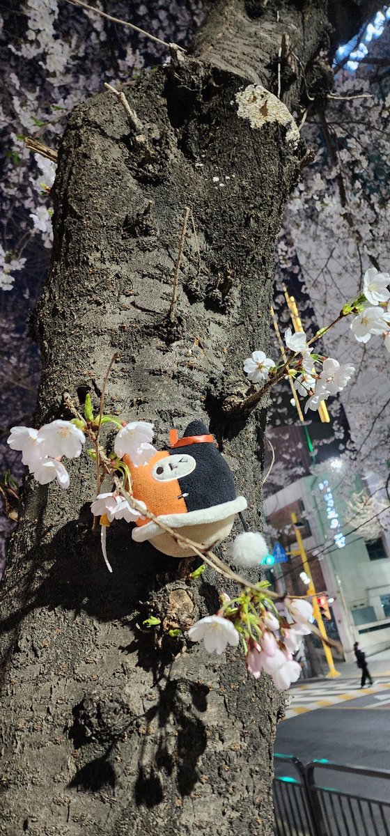 🍊🧡귤ส้ม🍊🧡 tweet media