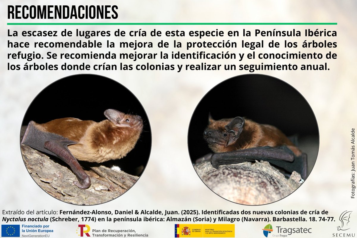 SECEMU_'s tweet photo. #secemu #secemudivulga #atlas_secemu #atlas_murcielagos
#seguimiento_quiropteros #murcielagos
@mitecogob @SECEMU_ #seguimientodefauna #proyecto3088153 #miteco #tragsatec #atlas_miteco #nextgenerationEU https://t.co/7zQX89JpqE