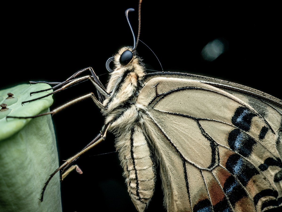 #4月3日はフォーサーズの日を祝おう

『私がマイクロフォーサーズを選ぶ理由』
深い被写界深度と短い撮影距離によって生まれる立体感のある描写