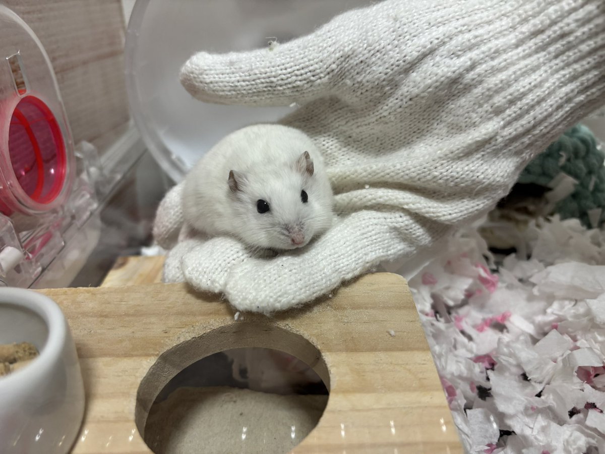 ハム橋 tweet media