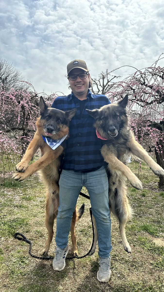 Tobi and Bobi シェパード兄弟犬 tweet media