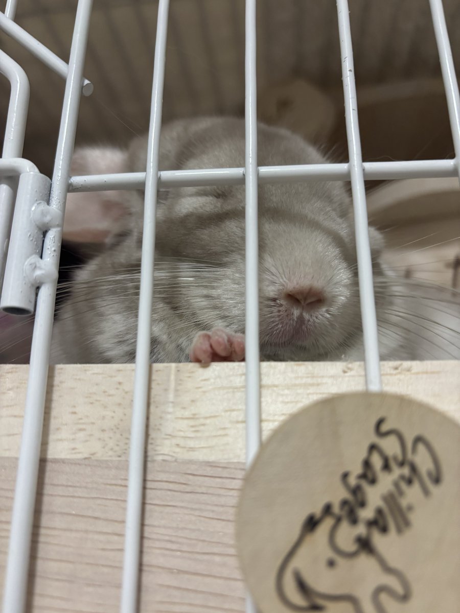 くまおのままお tweet media