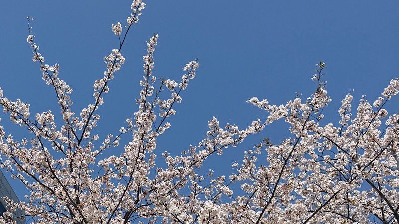 モーニング娘。feat.カリバディクス tweet media