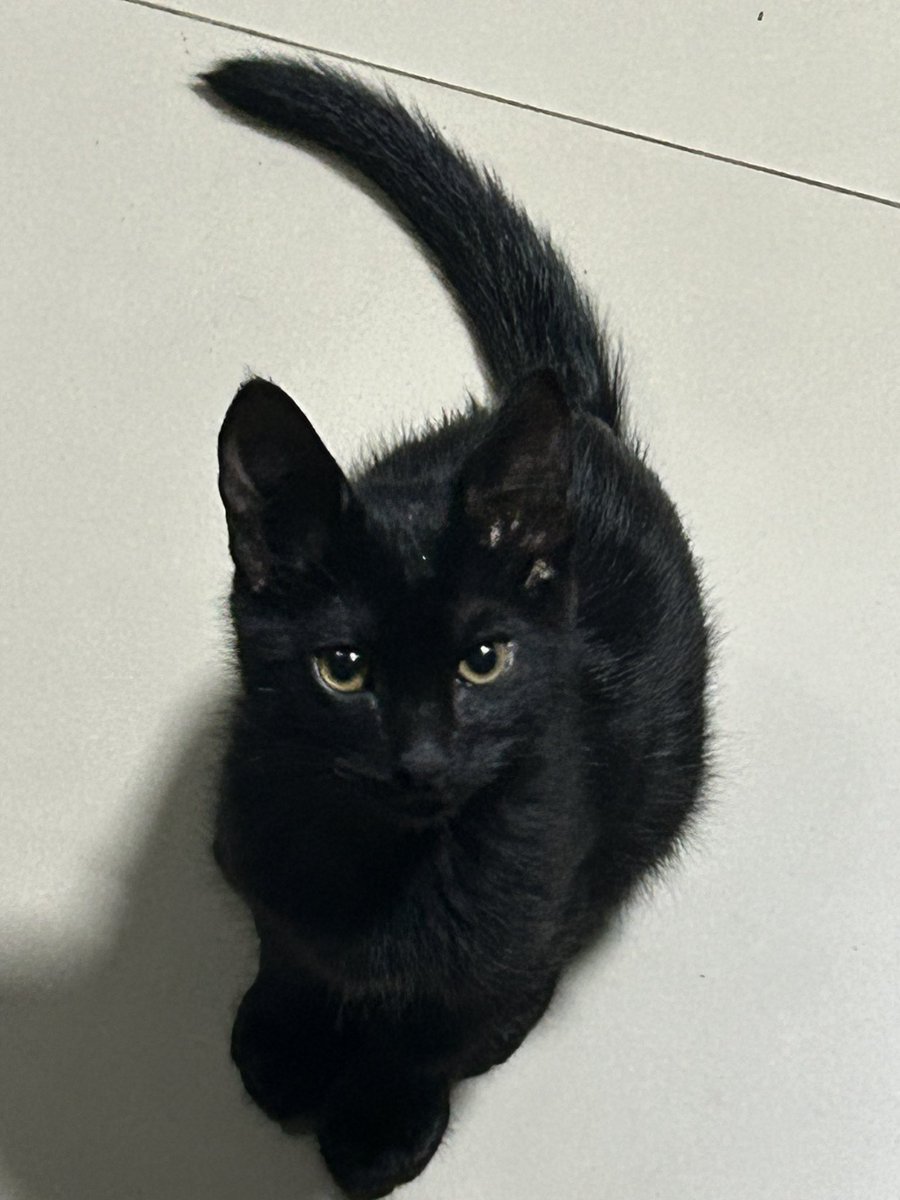 tokki :3 tweet media