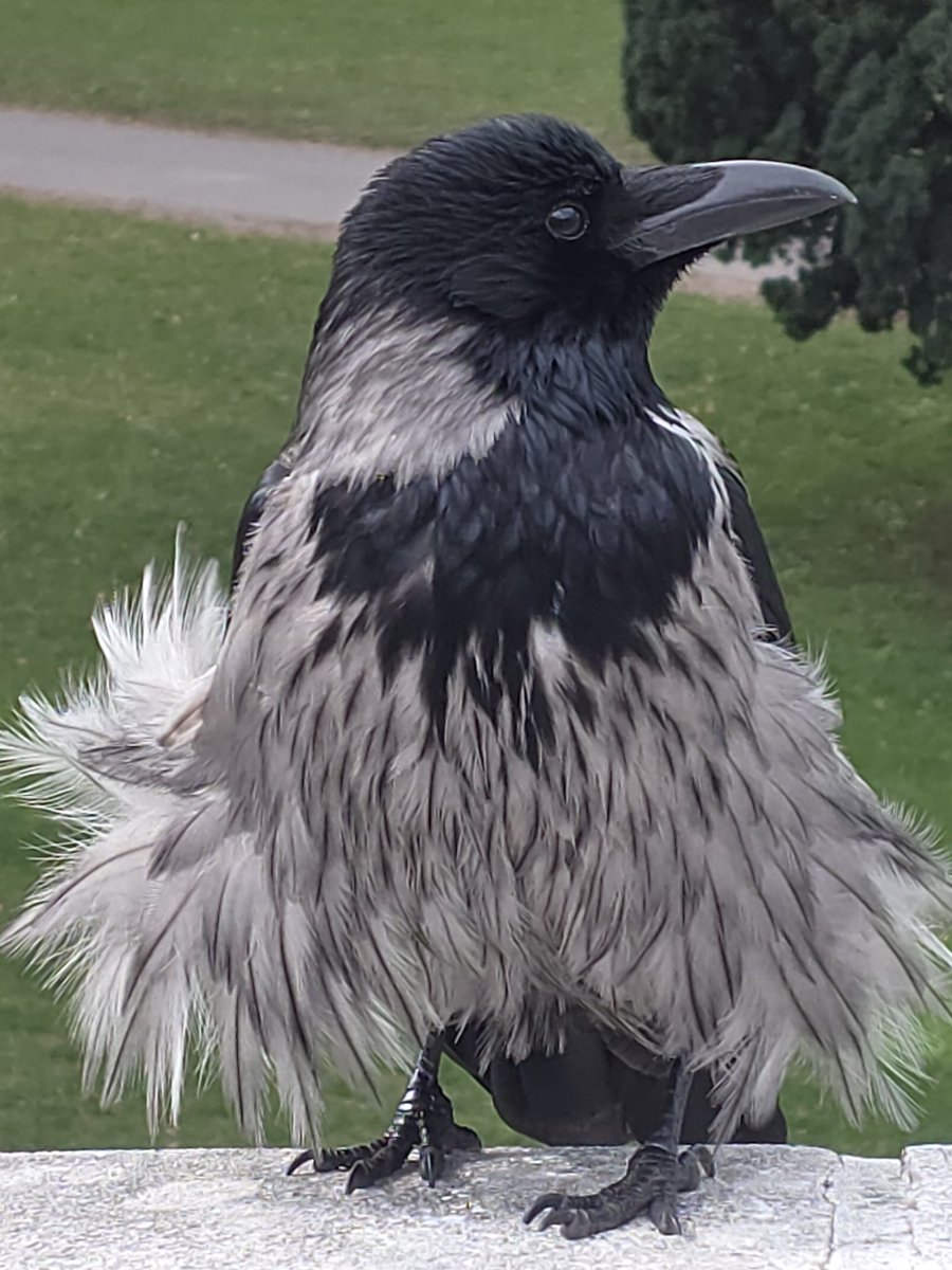 Vienna City Crows tweet media