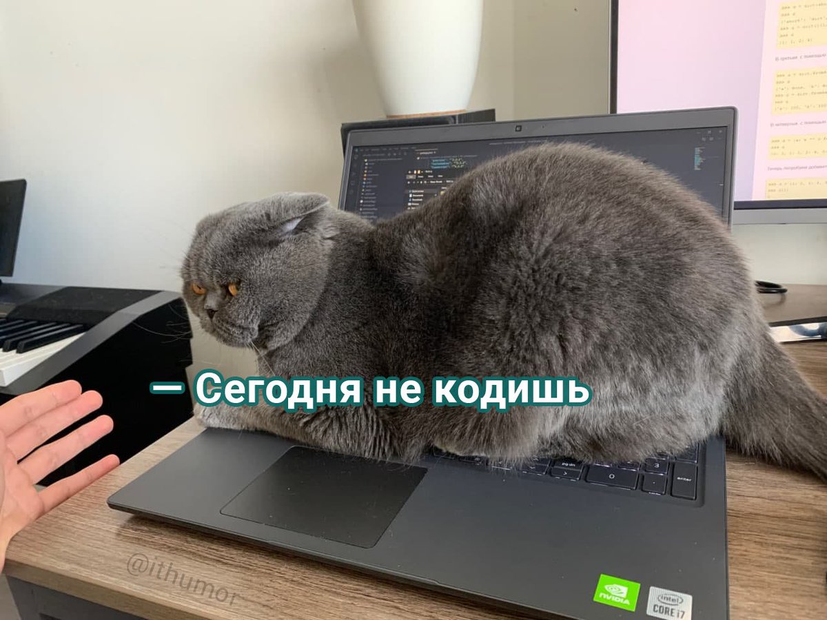 tiny bikini dimon tweet media