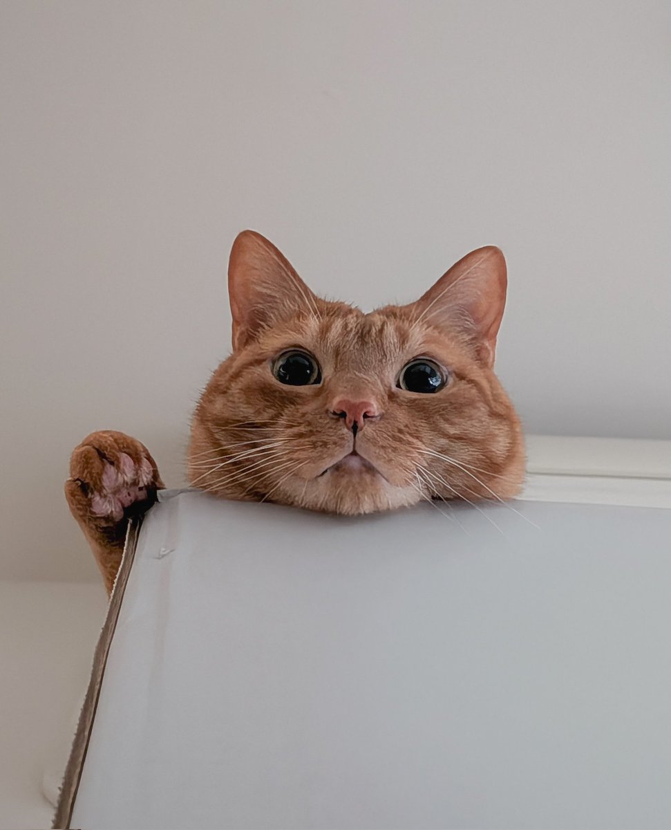 Charlotte Asaaba tweet media