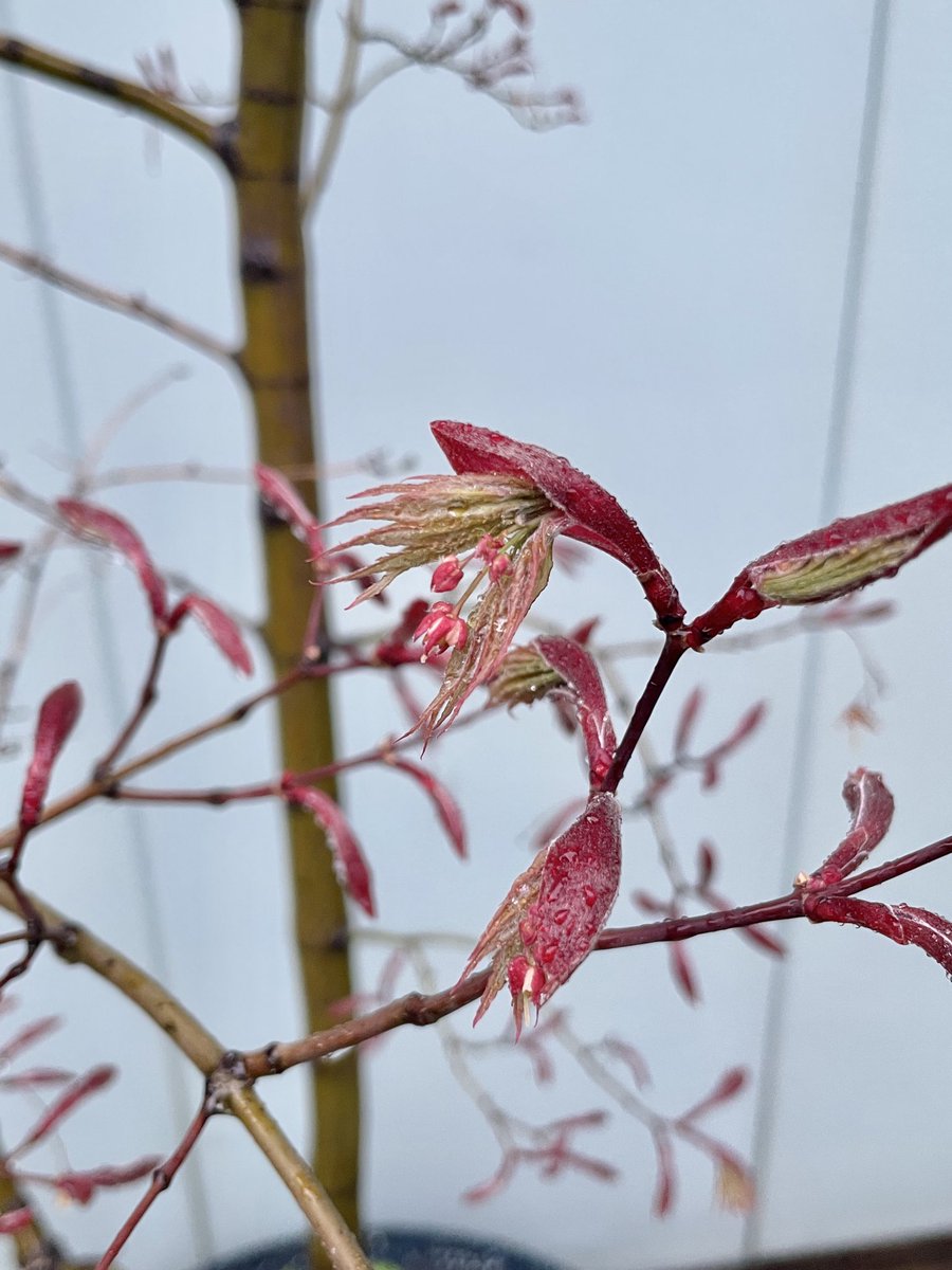 Aokihiroshi tweet media