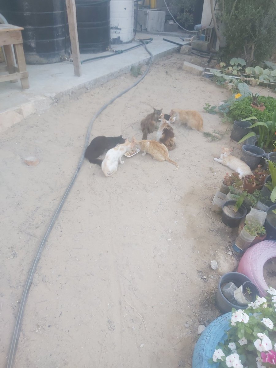 help cats tweet media