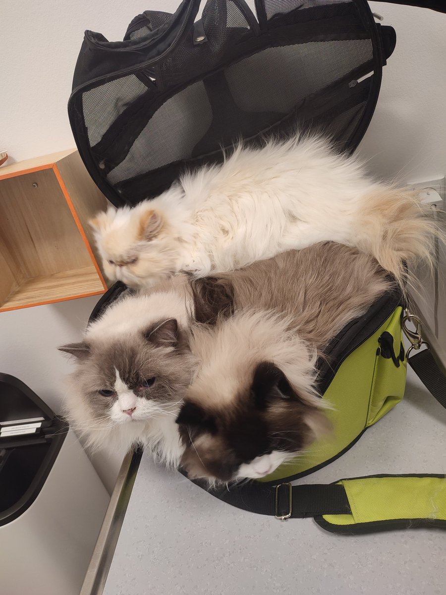 Flippy_O's tweet photo. @miyabi_2222 Loved longcat as a kid. Thanks for the wonderful memory. Here is our 4 babies in Denmark, one is more shy and hard to get in a collective picture :) https://t.co/RABTM9zcFT