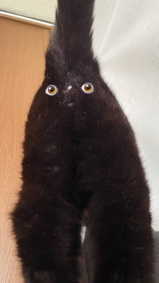 猫別府 tweet media