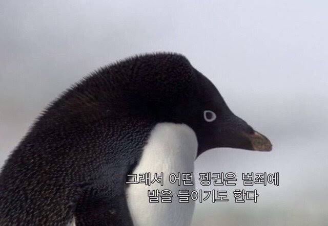 ［🔥🍕］베그절벽 지박령 tweet media