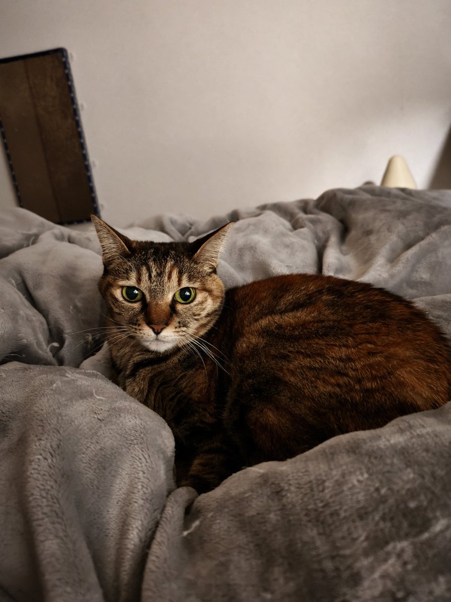 元塚本 tweet media