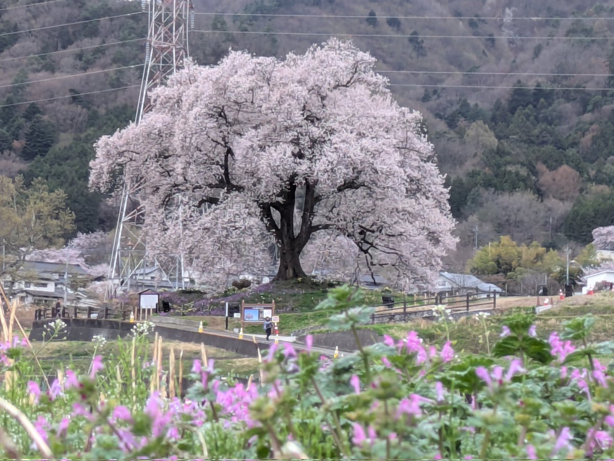 うさぎ tweet media