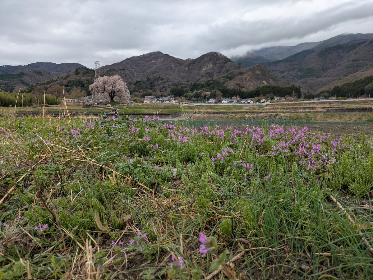 うさぎ tweet media