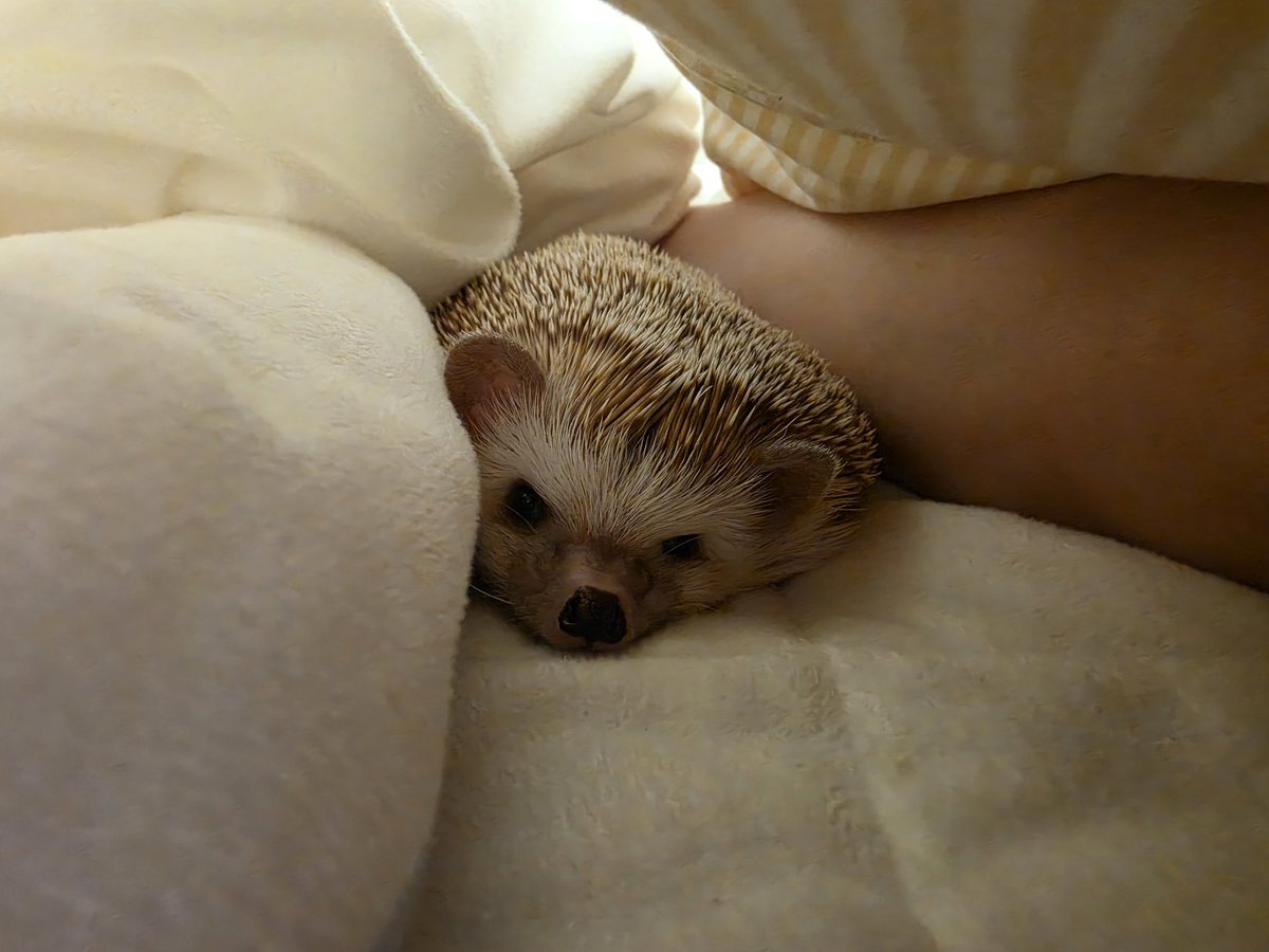 꼬냑온더락 tweet media