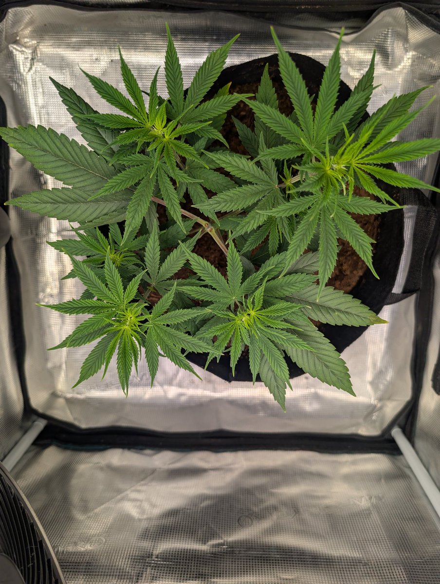 cannaclaude tweet media