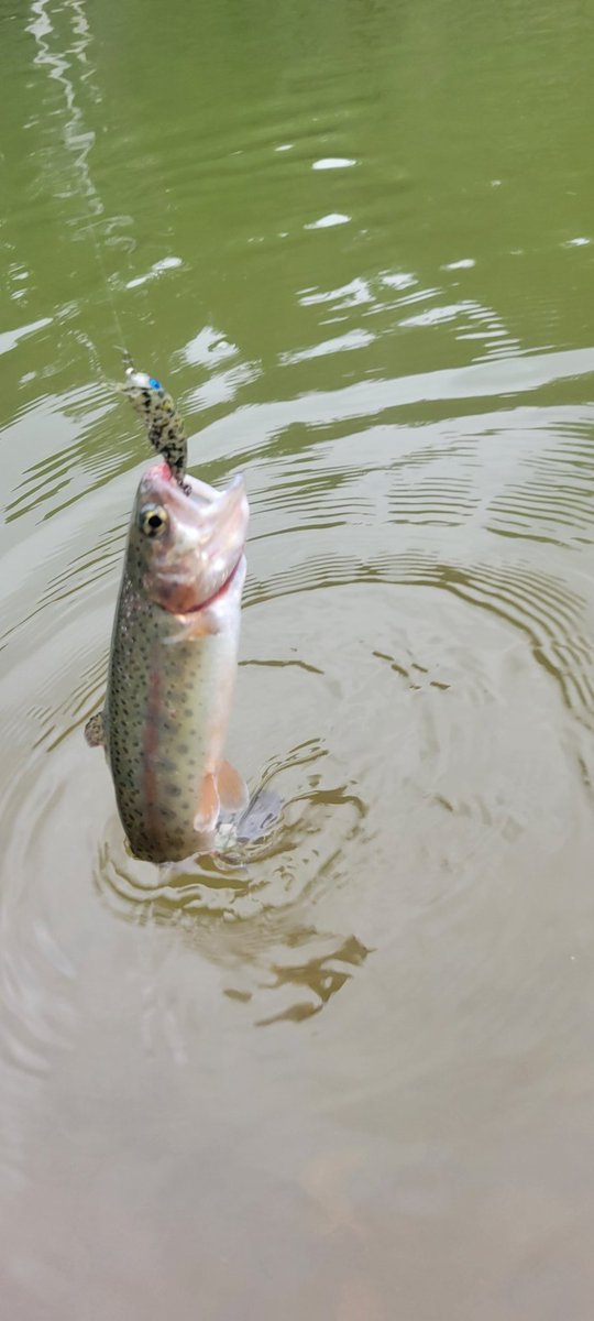 yuta12tanabe24's tweet photo. 11時までグングン!🎣
マイクロ◎
表層クランク◎
ニョロ◎
ミノー○
そんな感じでめっちゃ釣れました✨
ニョロの迷っていたフックセッティングがようやく決まった🤣
#zpi
#proarm
#WeekdayGunGunCup https://t.co/qR0LB1LL40