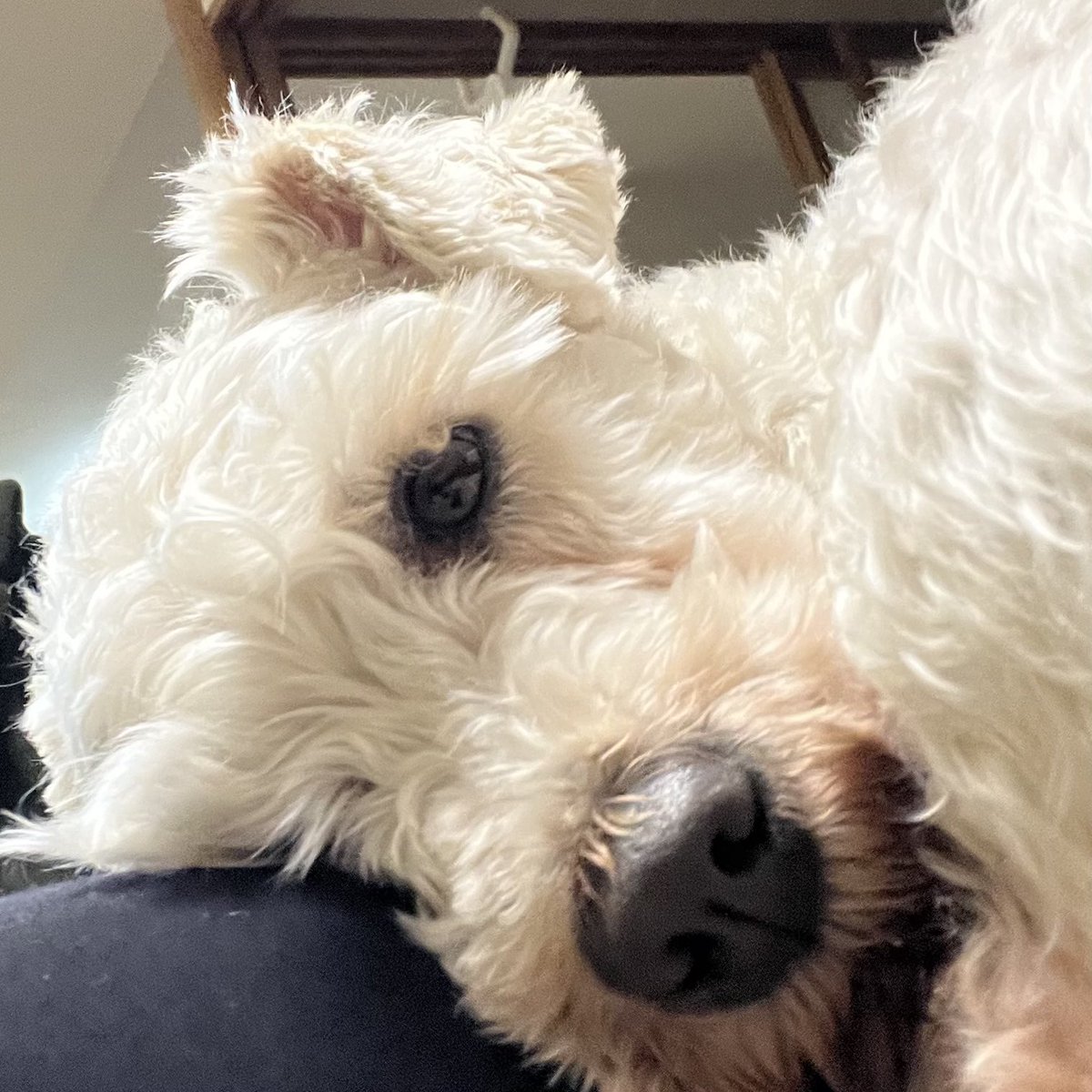 茶リオとビノの生活 tweet media