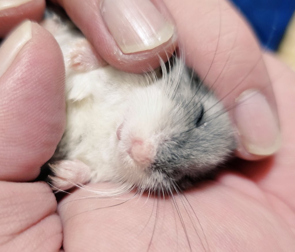 ham_record tweet media