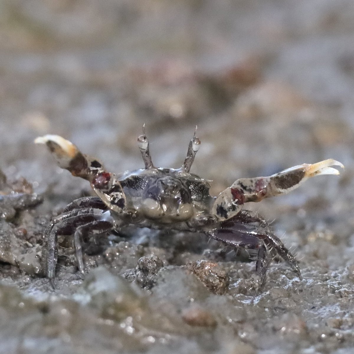 カニの散歩道Crabs' Promenade tweet media