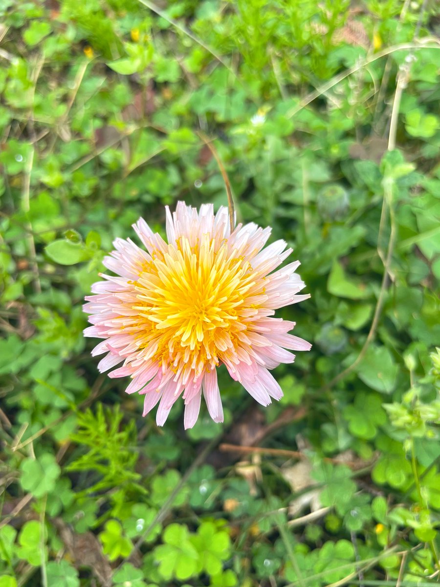 石川真帆 春春🌸 tweet media