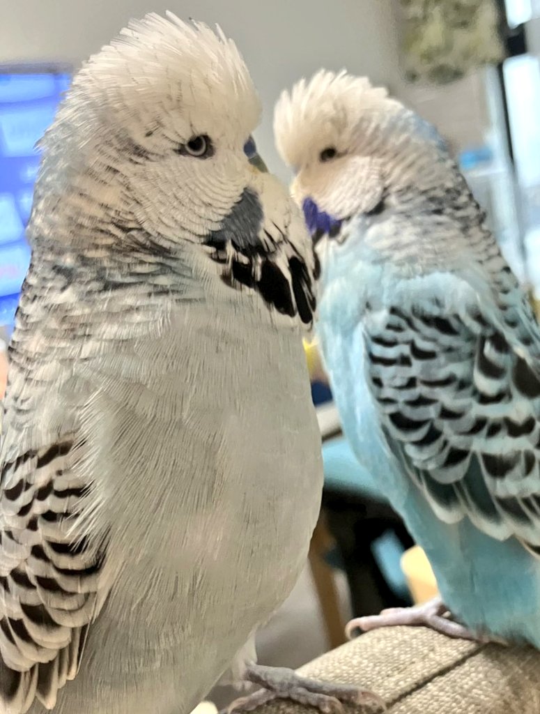 りんこの母 tweet media