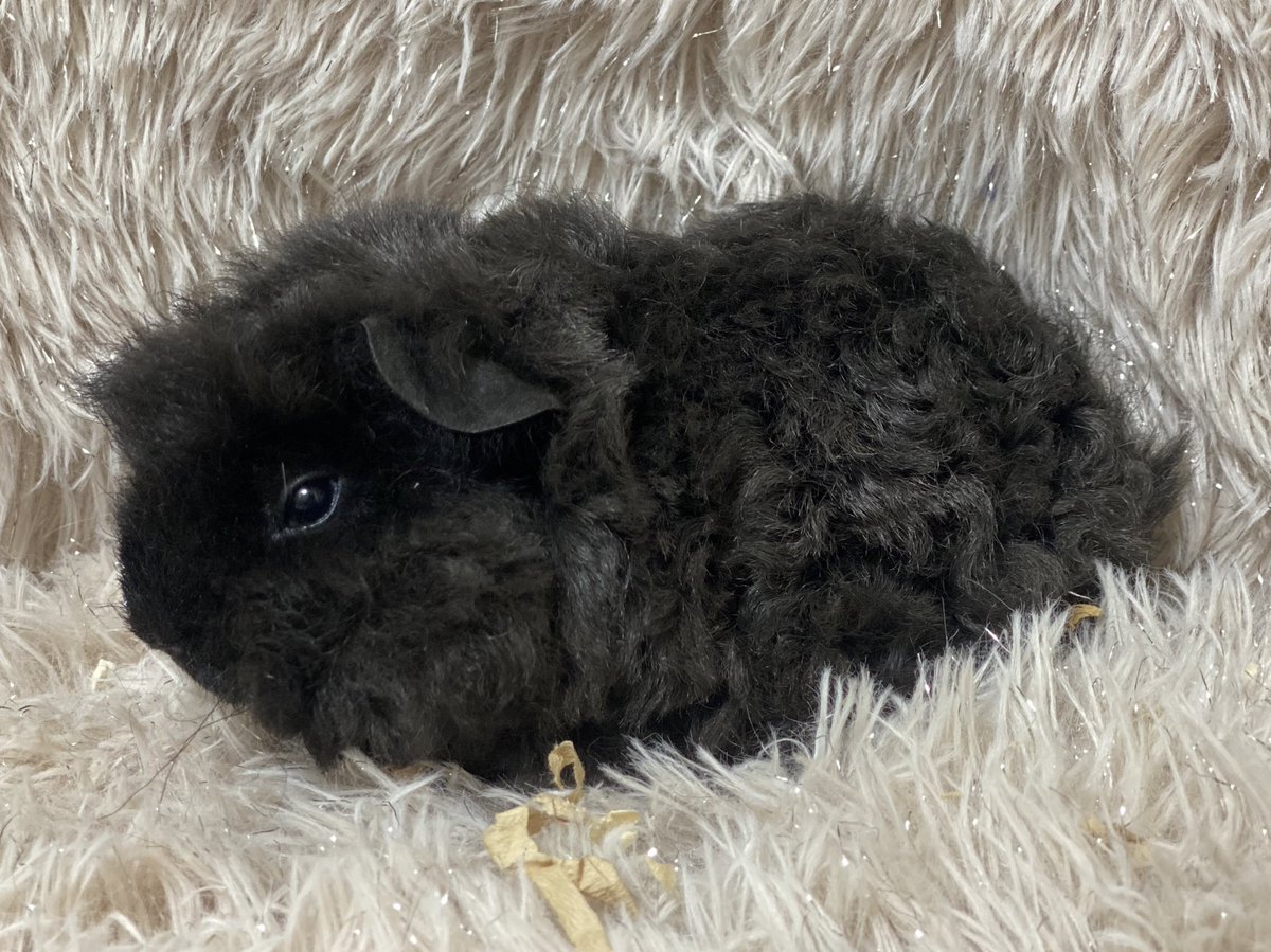 もふまるふれんず生体販売情報アカウント tweet media