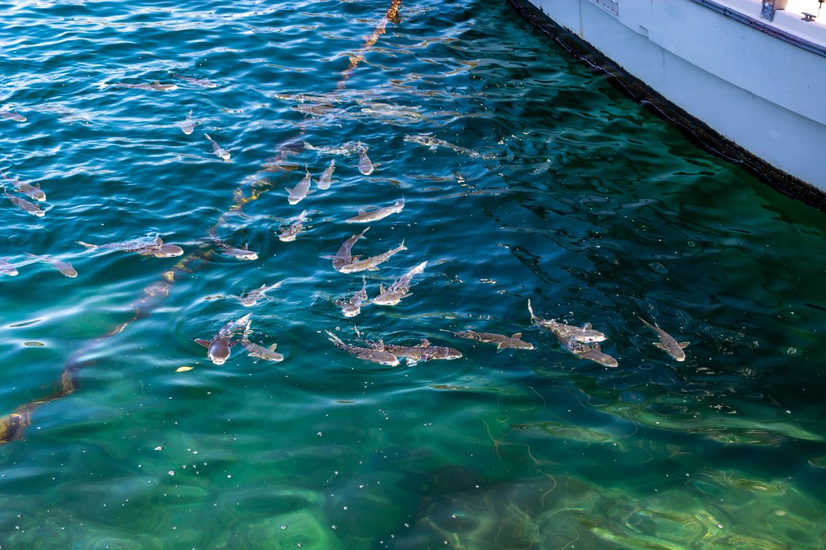 ろぐさん tweet media