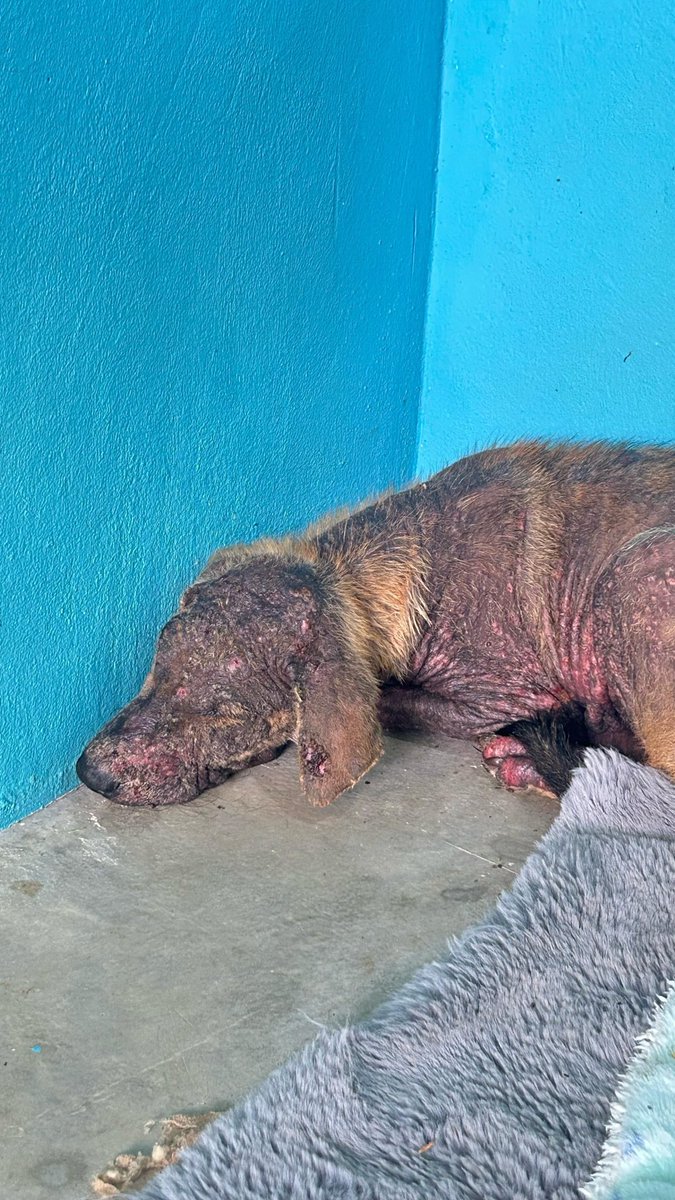 Niall Harbison tweet media