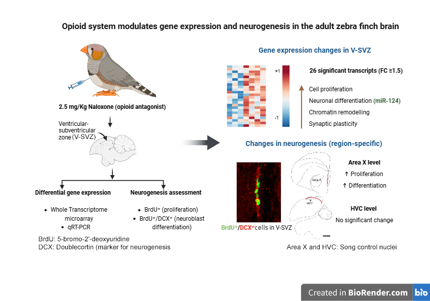 BRIC-NBRC tweet media