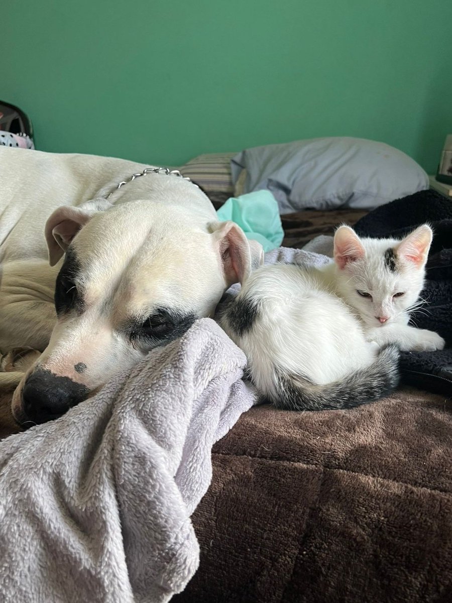 サンテイアゴ tweet media