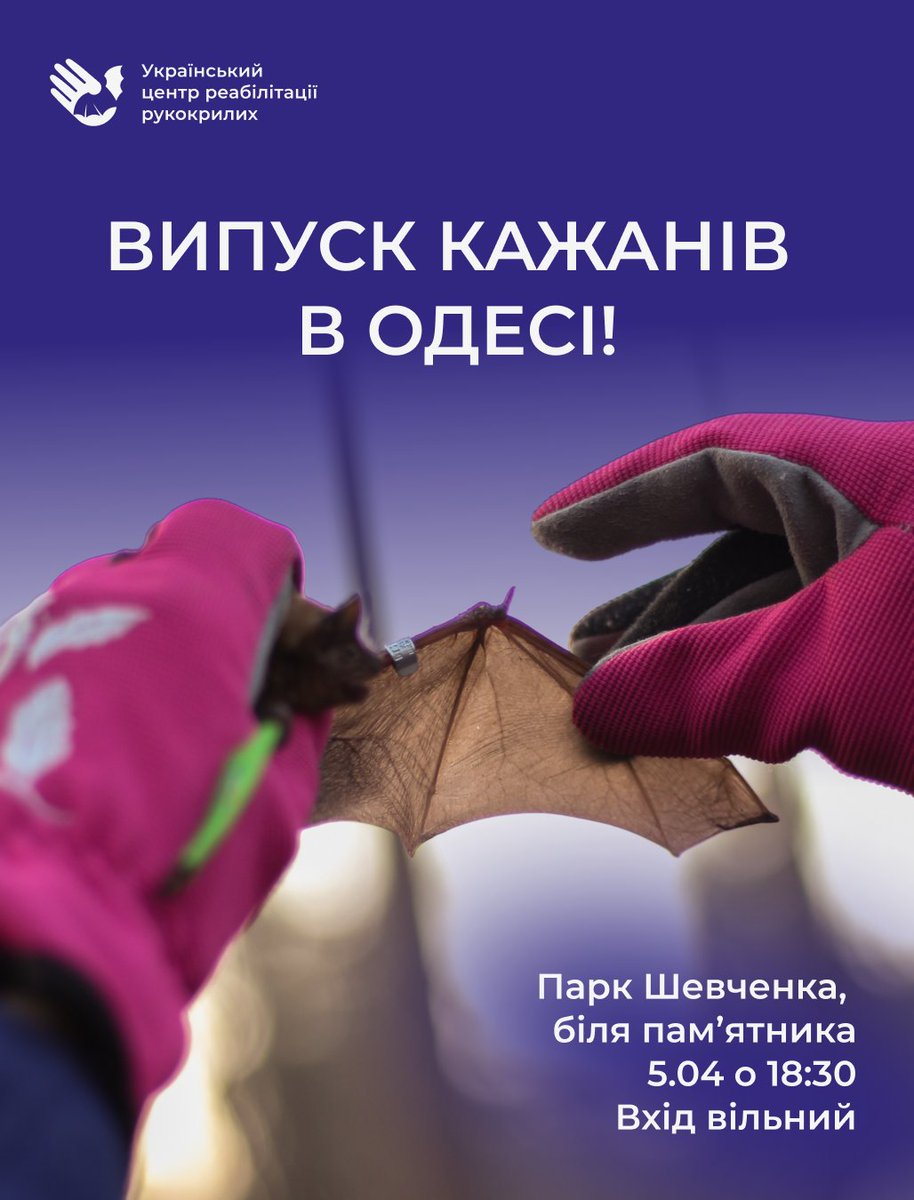 Bats Ukraine tweet media