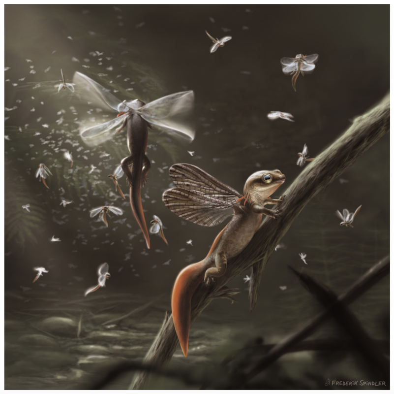 Brontops_'s tweet photo. Pisces et al. In press New evidence that branchiosaur wings may have evolved from gills https://t.co/G9NvVdcD2P https://t.co/5kUSh25YX0