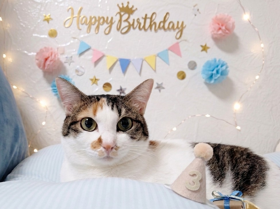 三美お嬢様はお猫様 tweet media