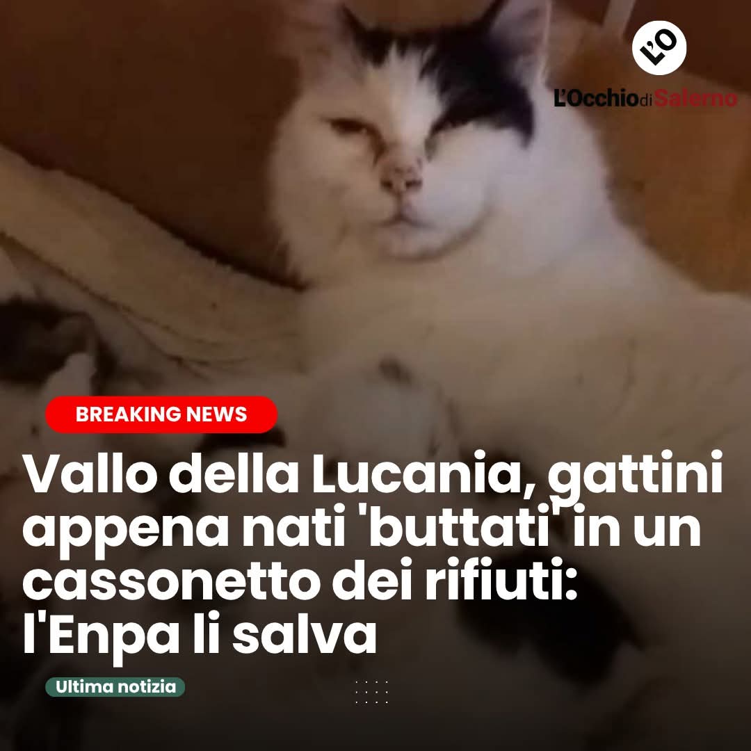 Francesco Borrelli tweet media