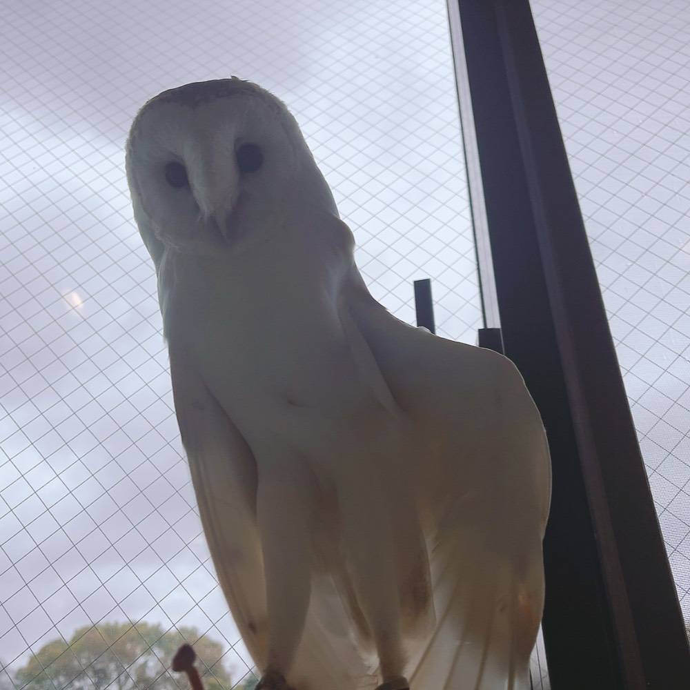 ふくろうの里 Owl Village tweet media