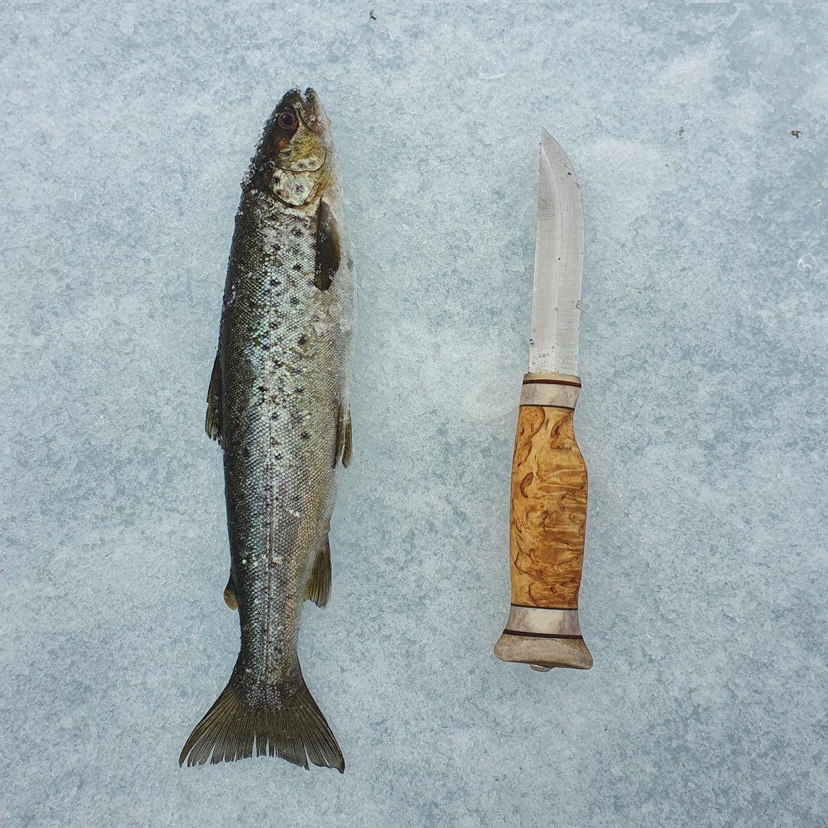 Elio Bellposts and Bellmaxxes tweet media