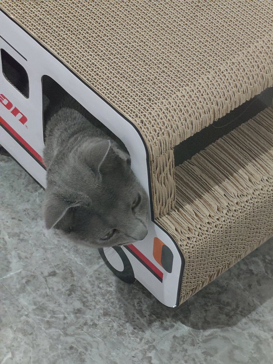 画伯_森本 tweet media